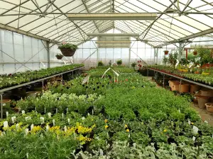 Homestead Nurseries