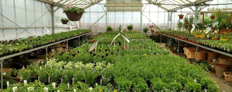 Homestead Nurseries