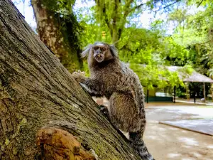Municipal Zoo Volta Redonda