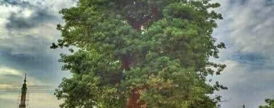Africa terrain