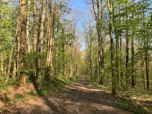Geraer Stadtwald