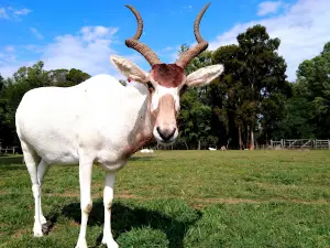 Francisco Lecocq Zoological