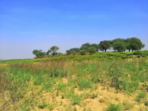 Maa Singhwahini tempal trust