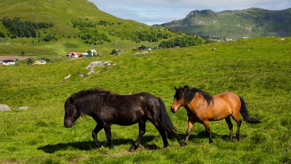 Lofotr Viking Museum