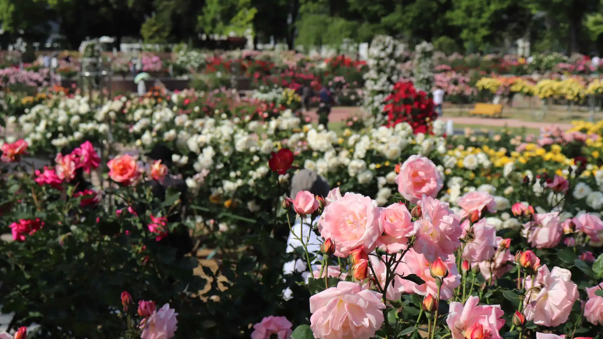 Hotels near Kadokura Techno Rose Garden, Shikishima Park