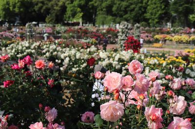 Kadokura Techno Rose Garden, Shikishima Park