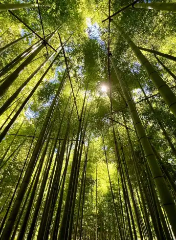Hoteles cerca de Templo Hokoku-ji