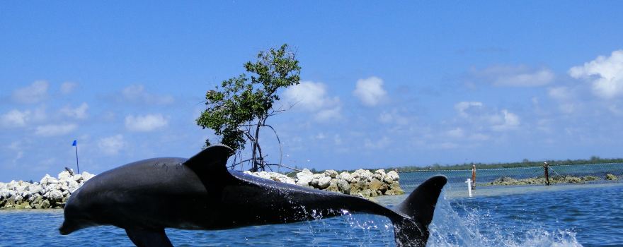 Dolphin Cove Cayman