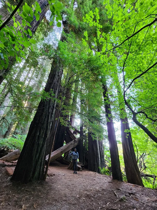 4_Redwood National and State Parks