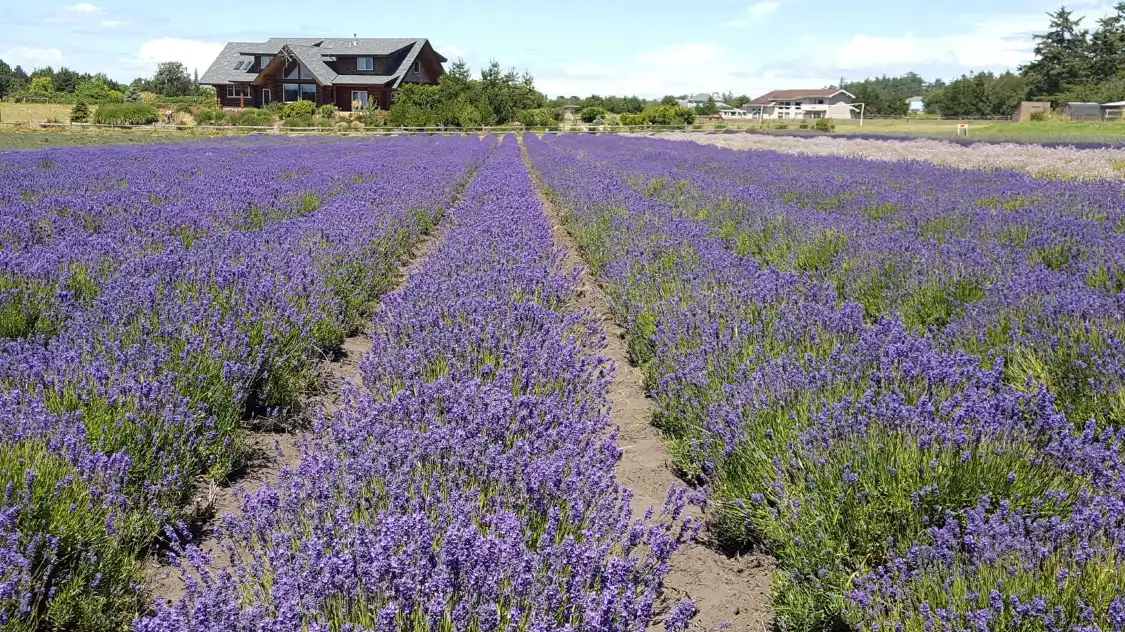 Các khách sạn gần Lavender Wind Farm