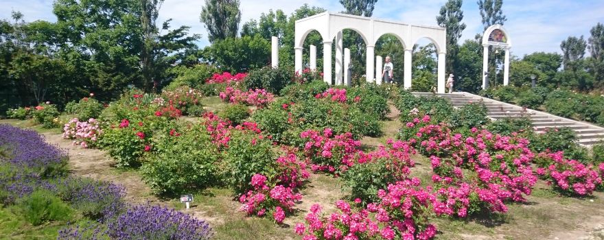 Haboro Rose Garden