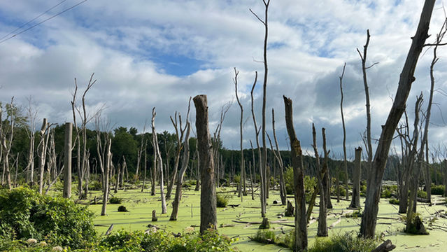 Indiana Dunes National Park