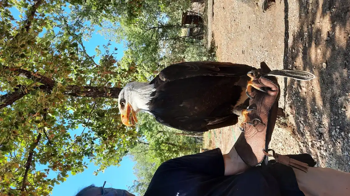 Hotels near Parc Animalier Domestique