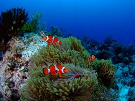 Marine Club Umi
