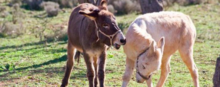 Donkeysland