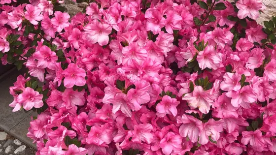 Villa Bombarda di Portogruaro