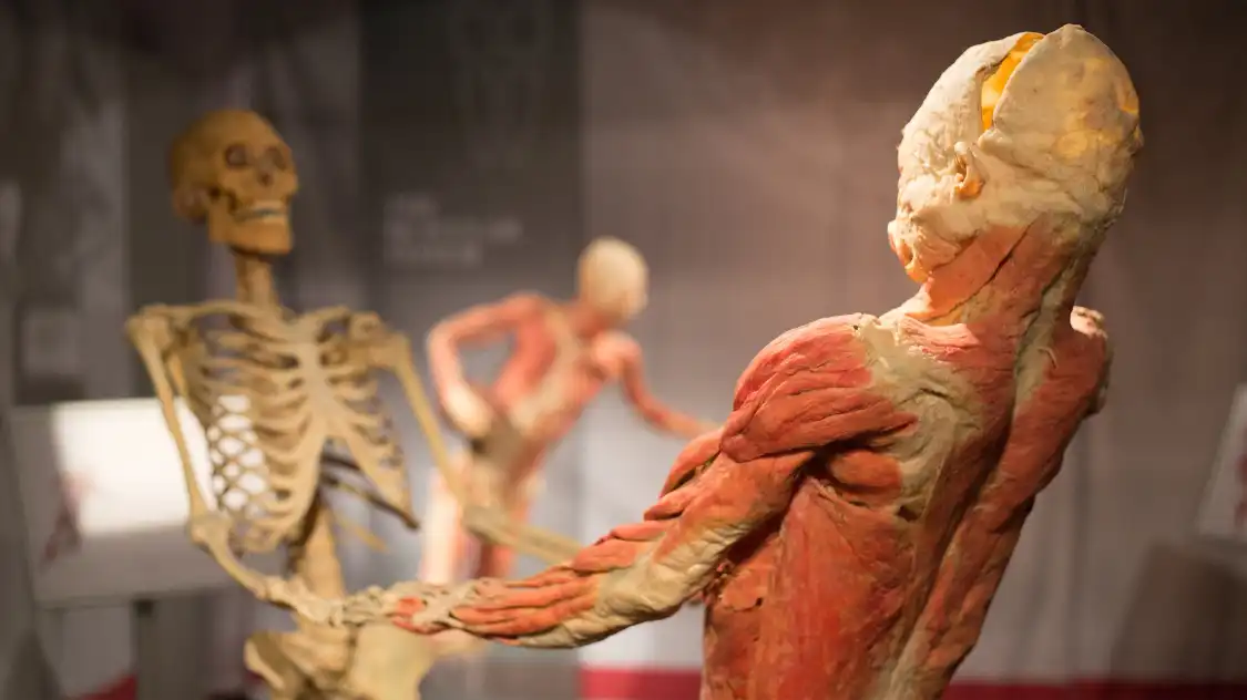 Hotels near Real Bodies Las Vegas