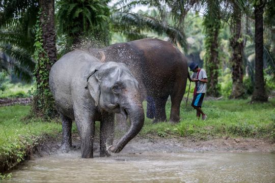 Krabi Elephant HOUSE Sanctuary