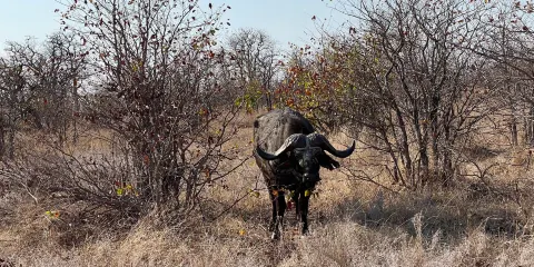 Balanta Imagine Safaris