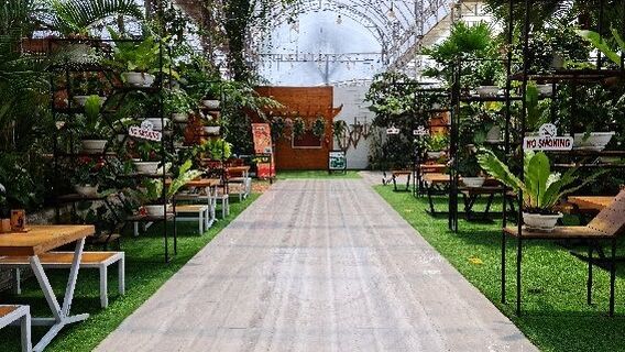 Celosia Flower Garden