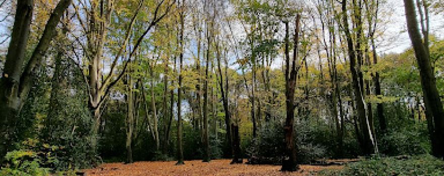 Claygate Common