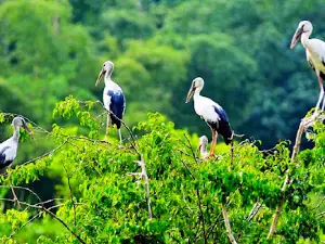 Vườn Cò Tân Long