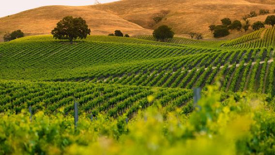Vina Robles Vineyards & Winery