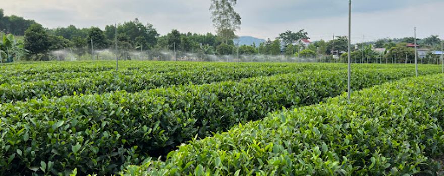 Chùa Hàm Rồng