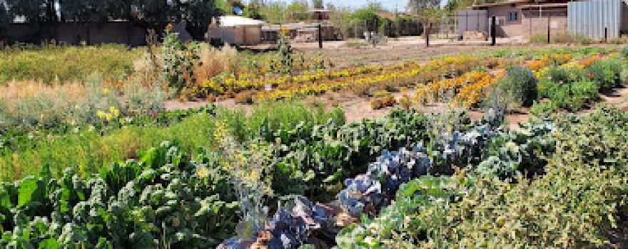 Campo Agrícola DEMELO