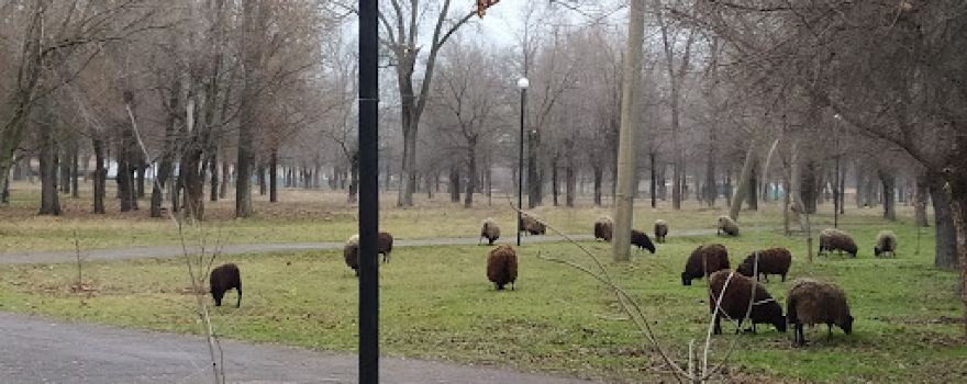 Park Shevchenko