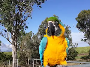 Jarravale Alpacas & Miniature Animal Farm (Telephone Bookings Only)