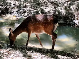 Wild Animal Park Valley
