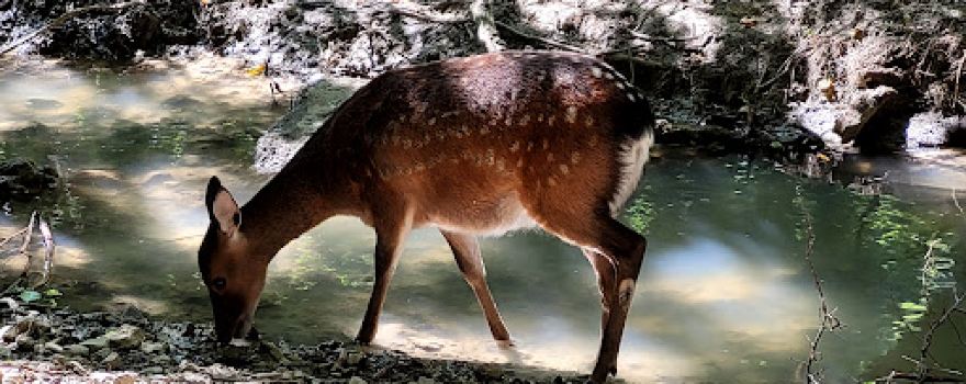 Parc Animalier La Vallée Sauvage