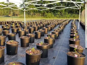 Gospel Farms
