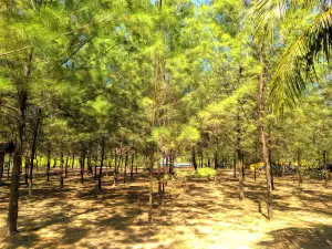 Wisata Mangrove Hijau Daun