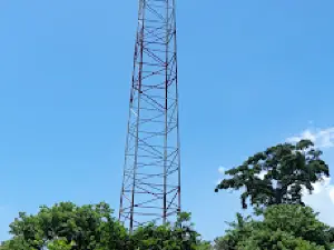 El Árbol que Camina