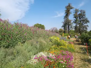 Company Garden