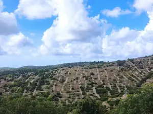 Hvar Lavender Fields