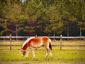 Farm Country Campground