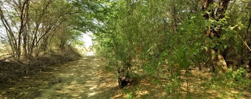PALA SALLU FOREST
