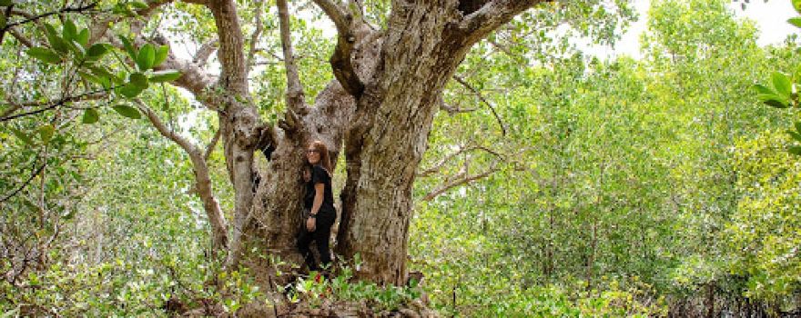 Pedada Mangroves Sanctuary