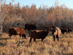 Pleistocene Park