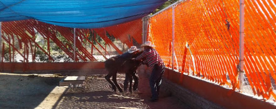 Hipico "EL TULE"