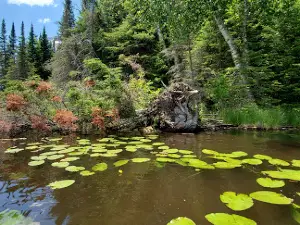 Thistledew Campground and Day Use Area