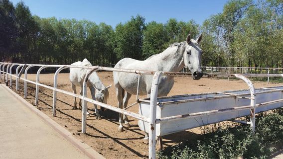 Xinjiang Hengshangbojun Mashu Club
