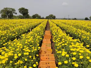 Sawaleshwar