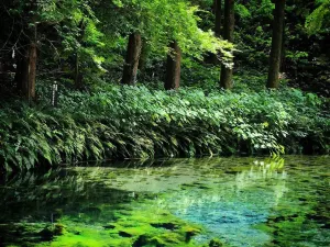 Shirakawa Spring