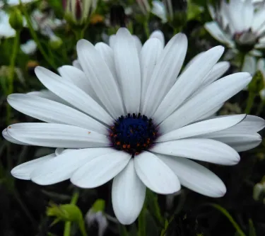 Garden of Fragrance, 36B Chandigarh