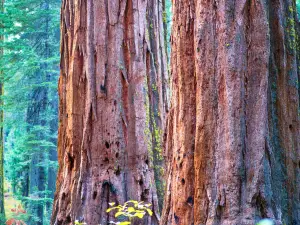 Calaveras Big Trees State Park