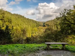 Cardinham Woods
